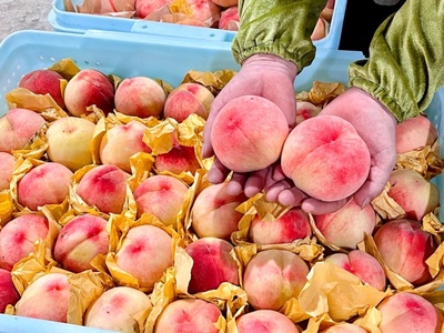 搭乘即時(shí)零售快車(chē)，南匯水蜜桃告別“樹(shù)下熟”——新零售模式下食用農(nóng)產(chǎn)品的消費(fèi)變革