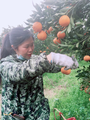 清江春柑 巖松坪的椪柑與耙耙柑——現(xiàn)摘現(xiàn)發(fā)的自然饋贈(zèng)